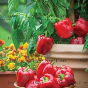 Pepper Sweet Popti F1