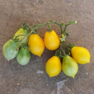 Tomato Yellow Of Vesuvio