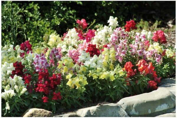 Antirrhinum Appeal Mix Select - Image 3