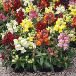 Antirrhinum Appeal Mix Select