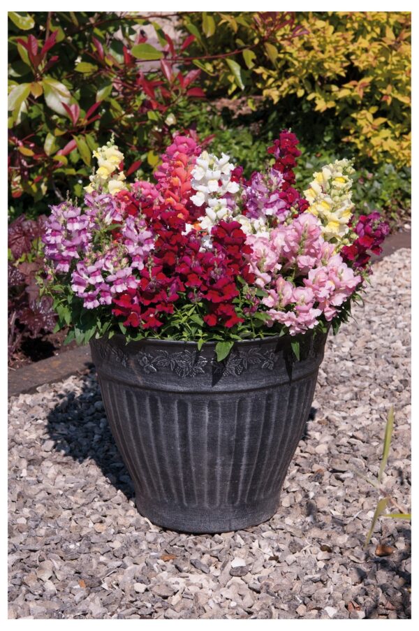Antirrhinum Appeal Mix Select - Image 2