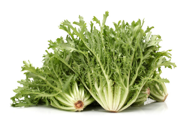 Vegetable Endive - Image 2