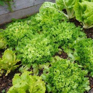 Vegetable Endive