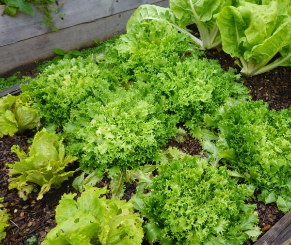 Vegetable Endive