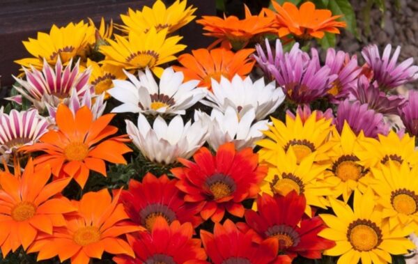 Gazania New Day Mix F1 - Image 3