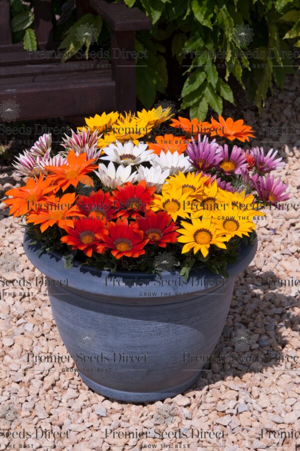 Gazania New Day Mix F1 - Image 2