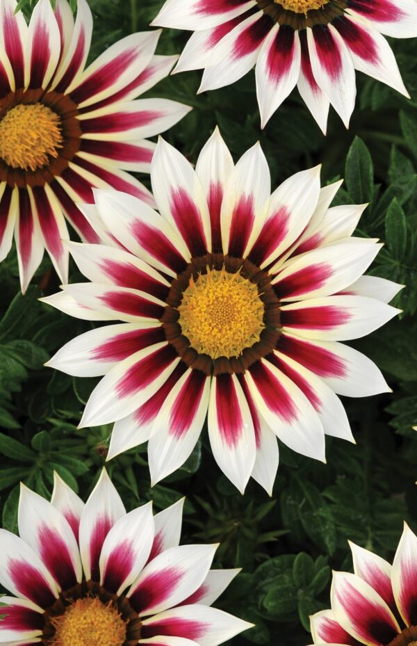 Gazania - New Day Rose Stripe F1 Seeds