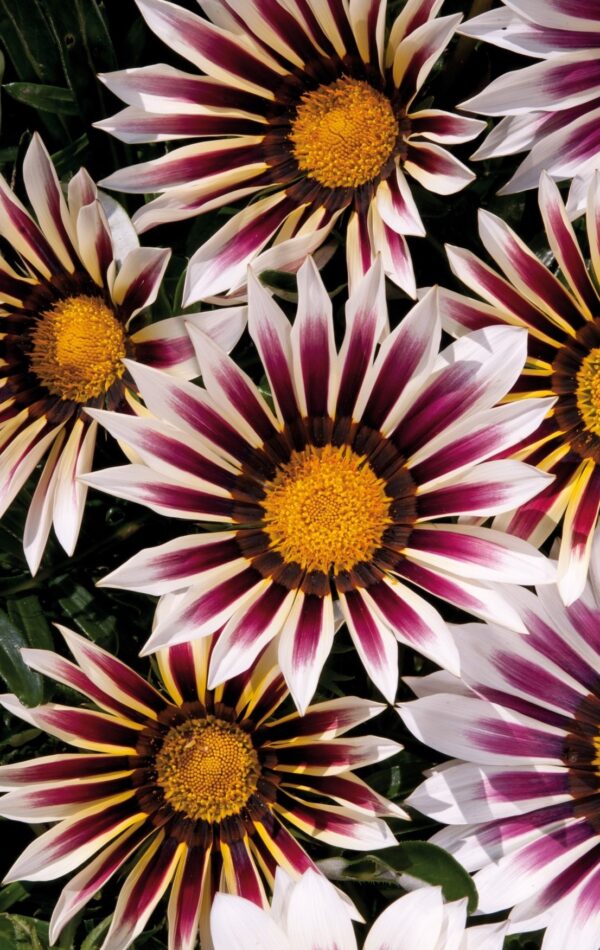 Gazania - New Day Rose Stripe F1 Seeds - Image 3