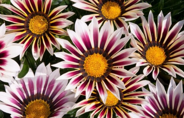 Gazania - New Day Rose Stripe F1 Seeds - Image 2