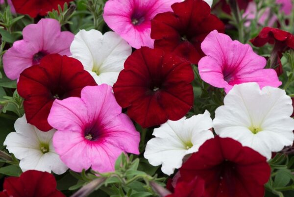 Petunia Easy Wave Mix Sweetheart F1Pellets - Image 3