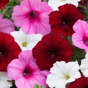 Petunia Easy Wave Mix Sweetheart F1Pellets