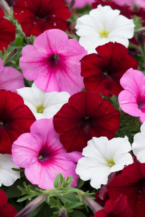 Petunia Easy Wave Mix Sweetheart F1Pellets