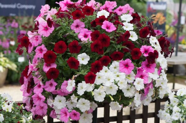 Petunia Easy Wave Mix Sweetheart F1Pellets - Image 2