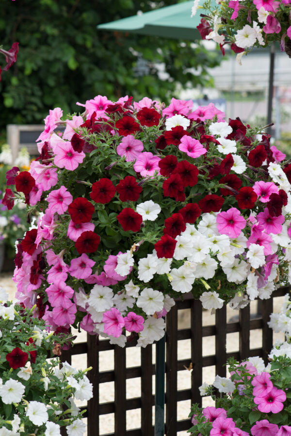 Petunia Easy Wave Mix Sweetheart F1Pellets - Image 4