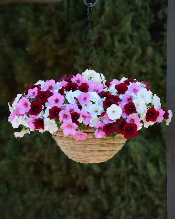 Petunia Easy Wave Mix Sweetheart F1Pellets - Image 5