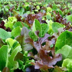 Lettuce Mixed Leaf Mesclun Mix
