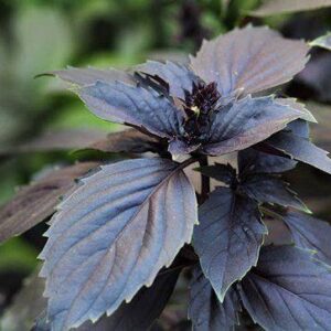 Organic Basil Dark Opal