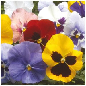 Pansy Winter Flowering Hiemalis Mixed
