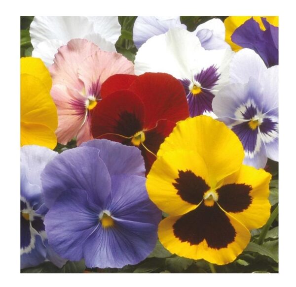 Pansy Winter Flowering Hiemalis Mixed - Image 2