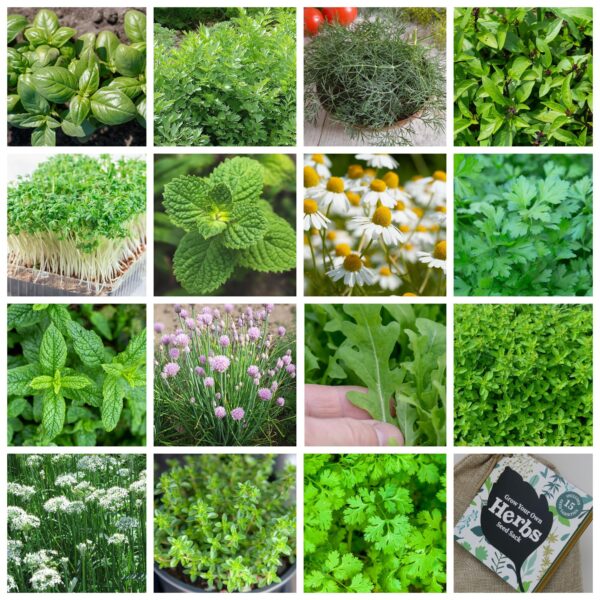 Herbs Gift Bag - Image 2