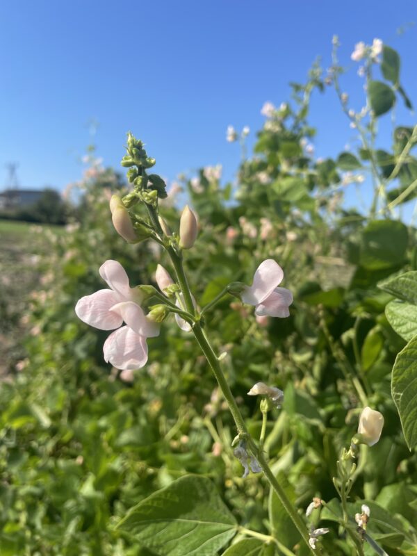 Runner Bean Sunset - Image 2