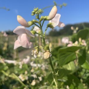 Runner Bean Sunset