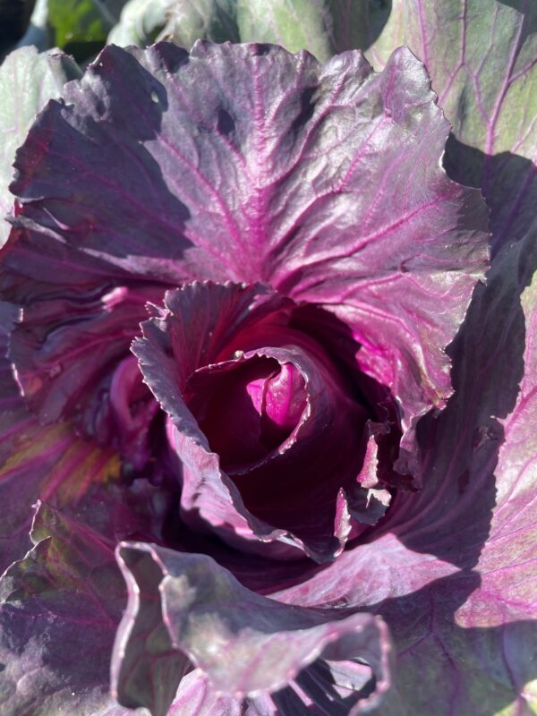 Cabbage Red Kalibos - Image 2