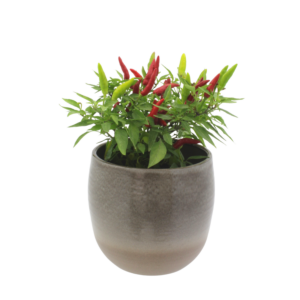 Pepper Hot Quickfire F1