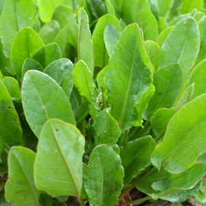 Herb Sorrel Lemon De Belleville