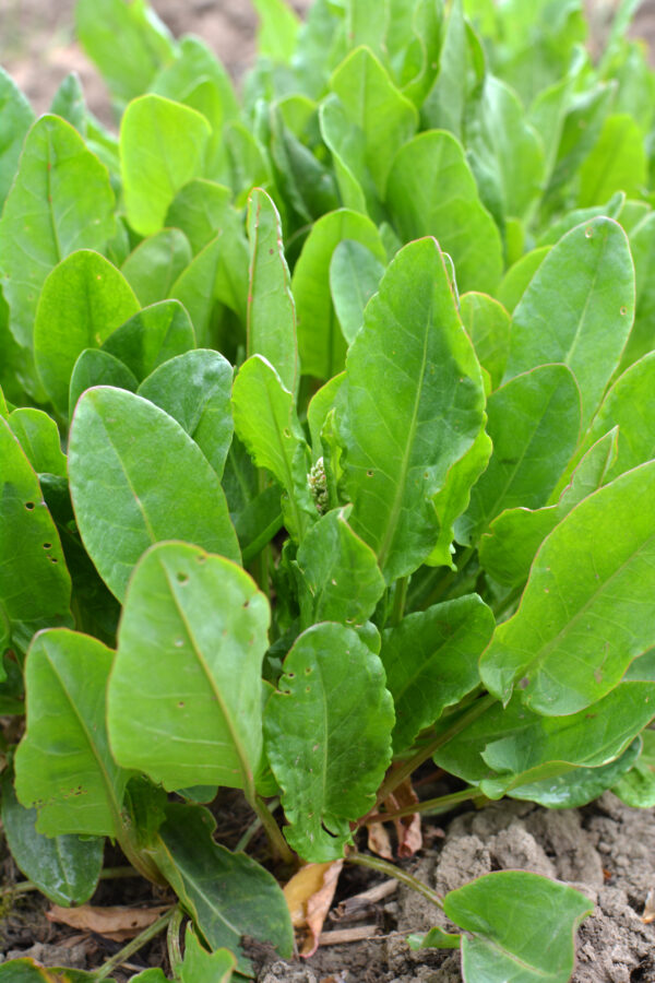 Herb Sorrel Lemon De Belleville