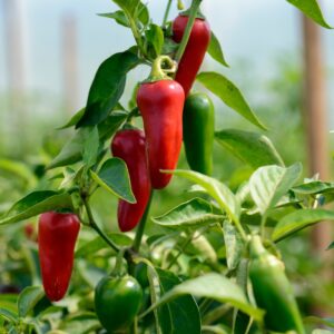 Vegetable - Pepper Hot Jalapeno Gourmet