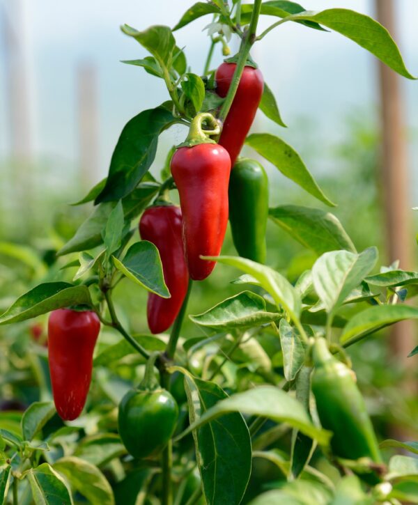 Vegetable - Pepper Hot Jalapeno Gourmet