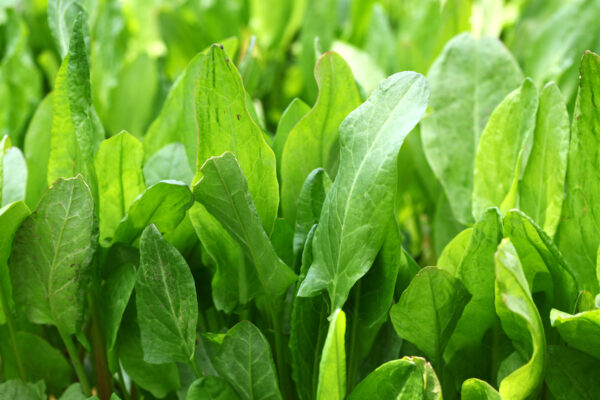 Herb Sorrel Citrus Volare - Rumex Patienta - Image 2