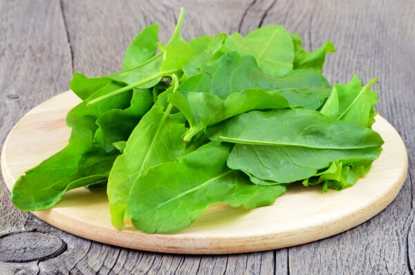 Herb Sorrel Citrus Volare - Rumex Patienta