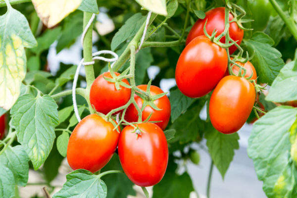 Vegetable Tomato - Tutti Frutti F1 - Image 2