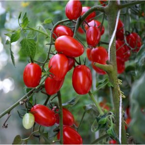Vegetable Tomato - Tutti Frutti F1