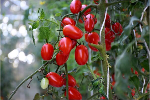 Vegetable Tomato - Tutti Frutti F1