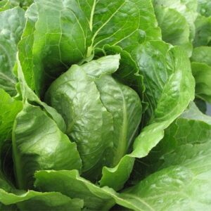 Organic Lettuce Romaine Jericho