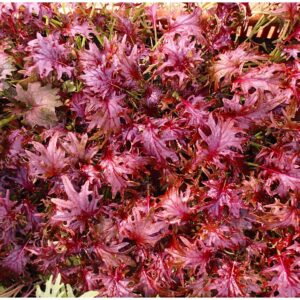 Kale Red Ruble