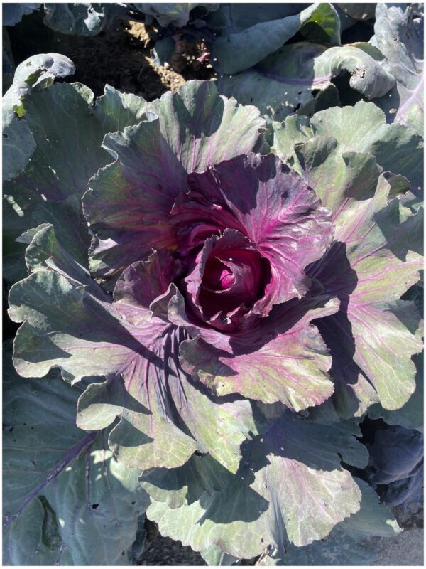 Cabbage Red Kalibos