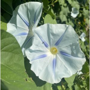 Morning Glory Ipomoea Tricolor Ismay