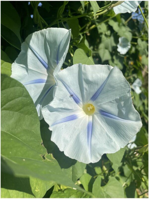 Morning Glory Ipomoea Tricolor Ismay