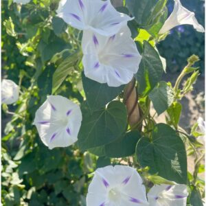 Morning Glory Ipomoea Nil - Milky Way