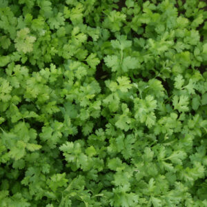 Herb Coriander Calypso