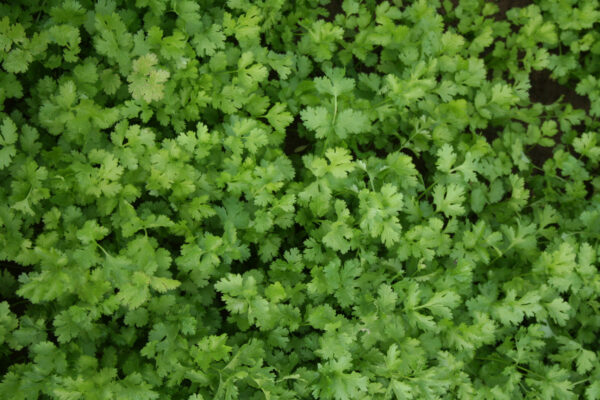 Herb Coriander Calypso
