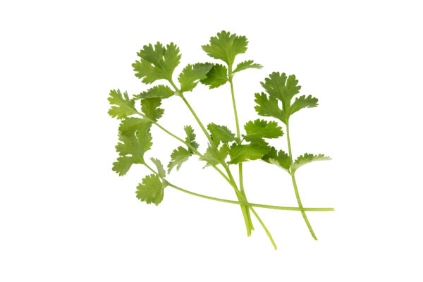 Herb Coriander Calypso - Image 2