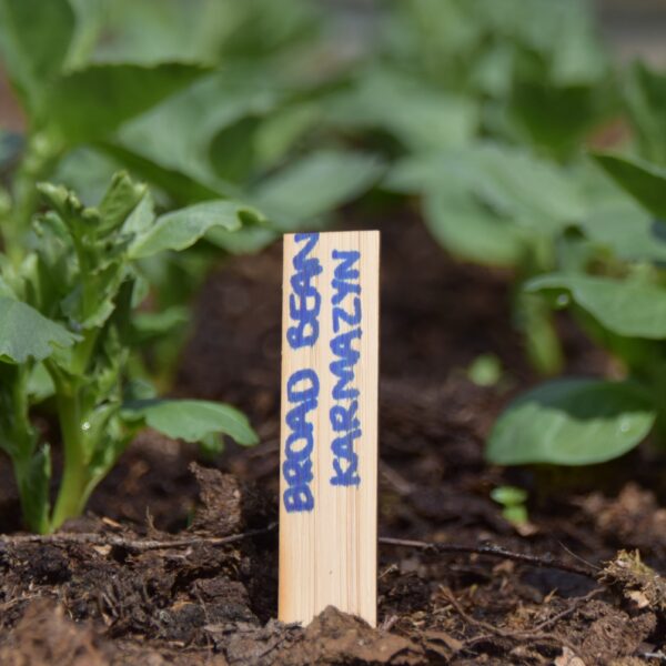 Wooden Plant Seed Labels 4 and 6 Inch - Image 6