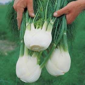 Organic Fennel Florence