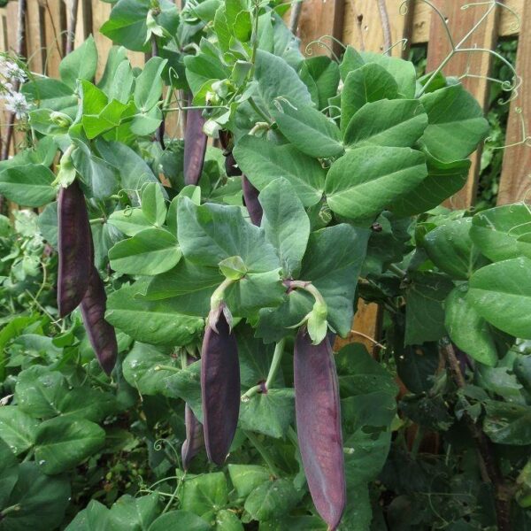 Pea Purple Mangetout Snow Pea Shiraz - Image 3