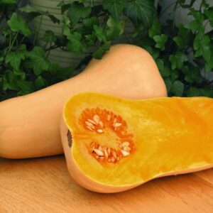 Squash Butternut Hunter F1